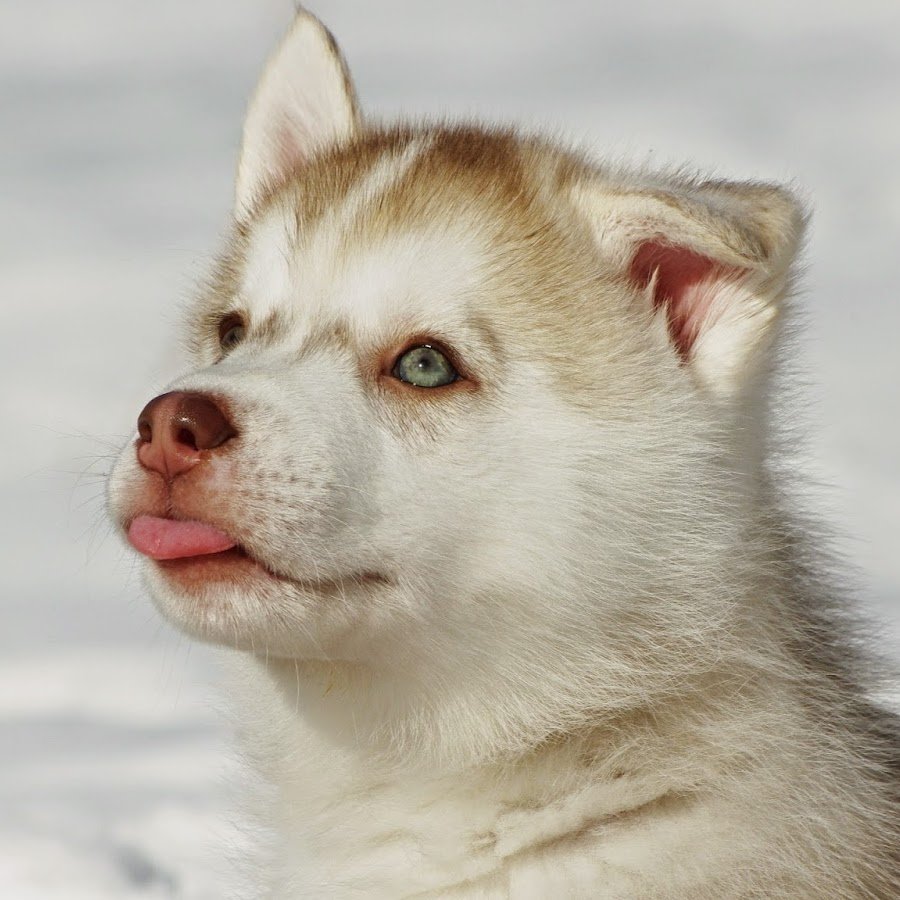 Хаски гетерохромия