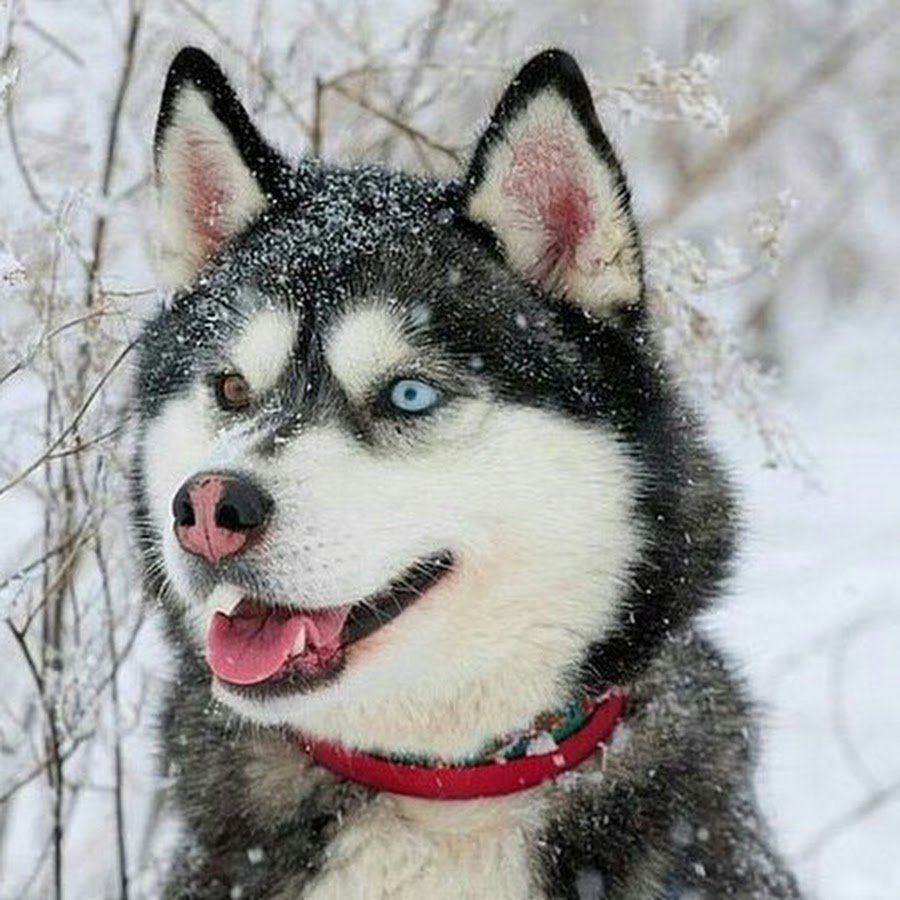 Сибирский хаски разноглазый