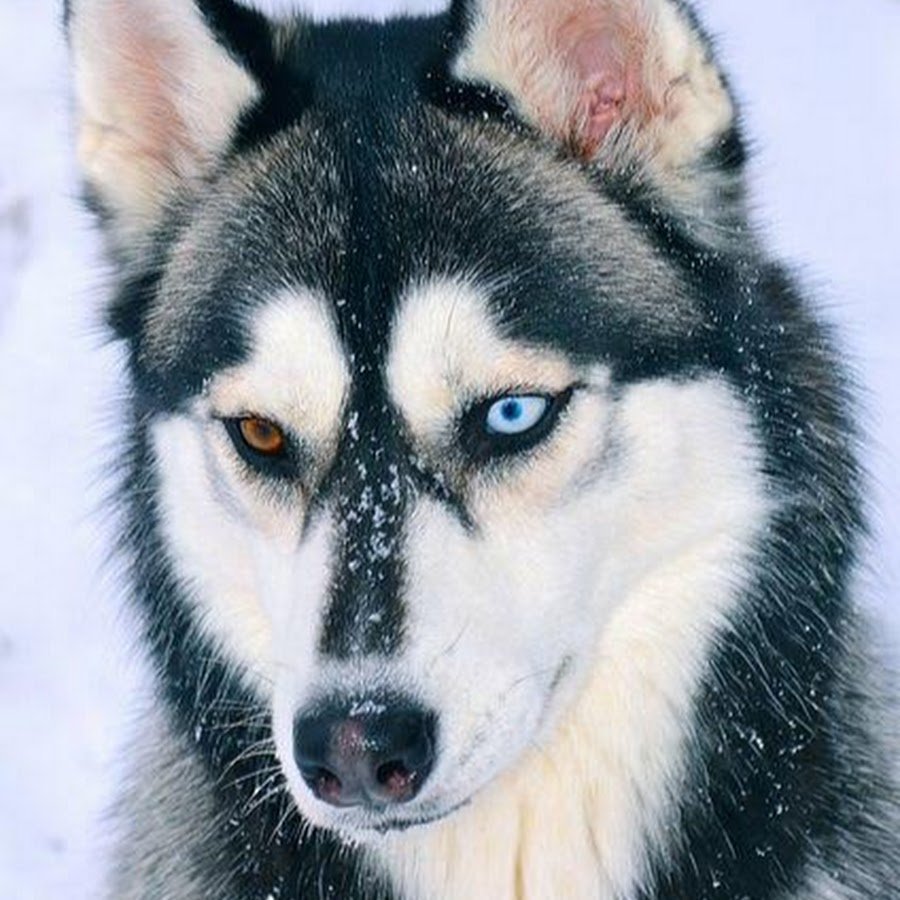 Сибирский хаски