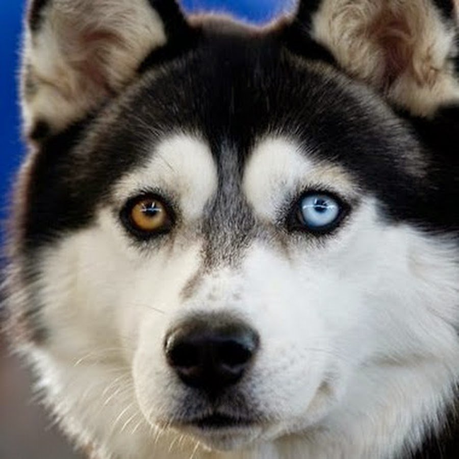 Глаза хаски Дима