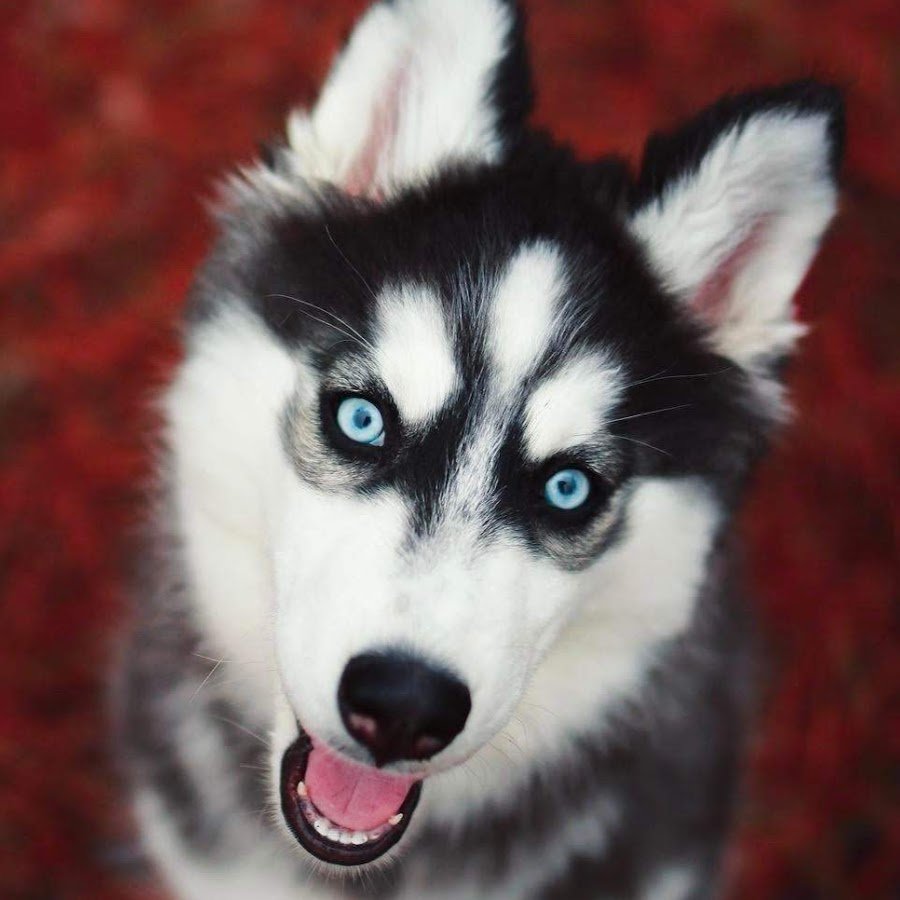 Хаски с злыми глазами