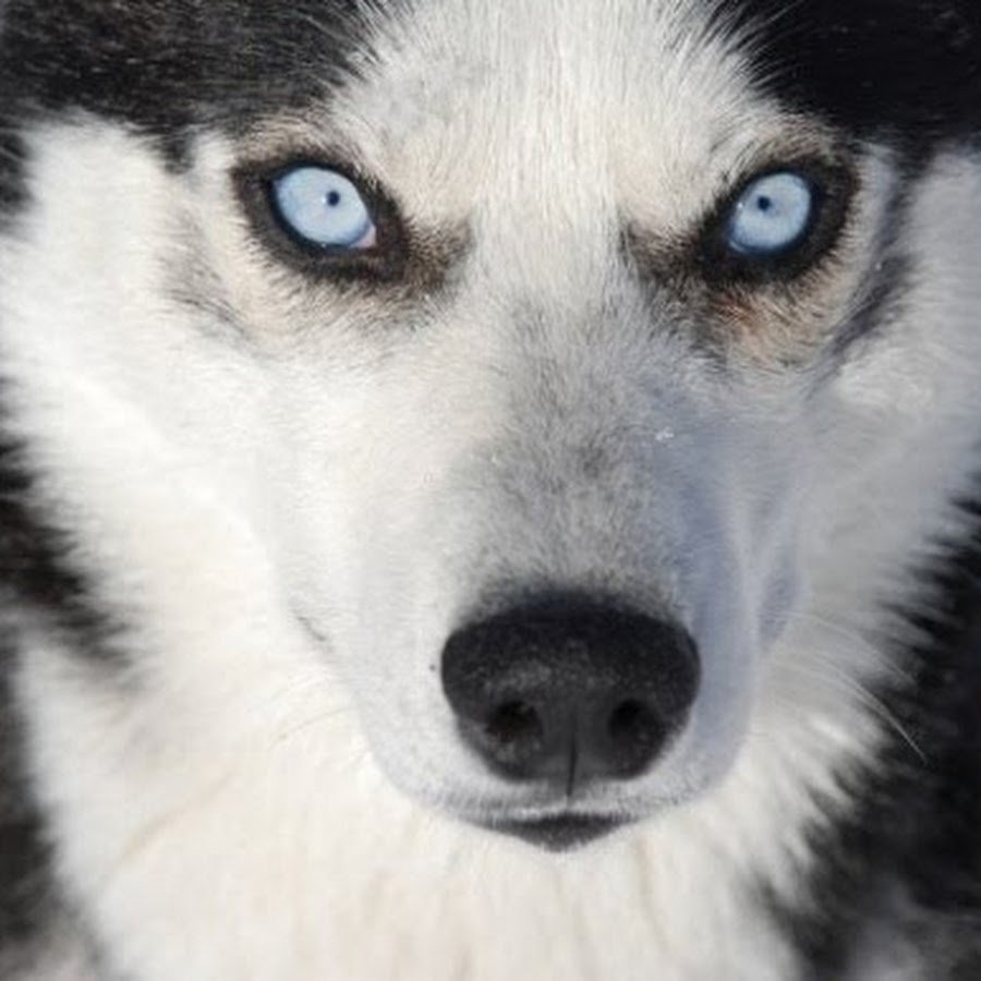 Сибирский хаски снежный волк