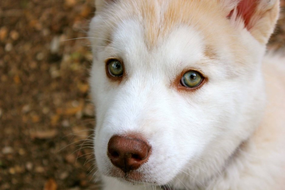 Хаски разноглазые