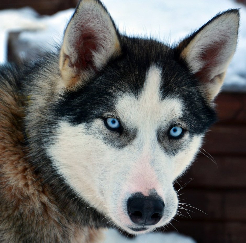 Хаски короткошерстные