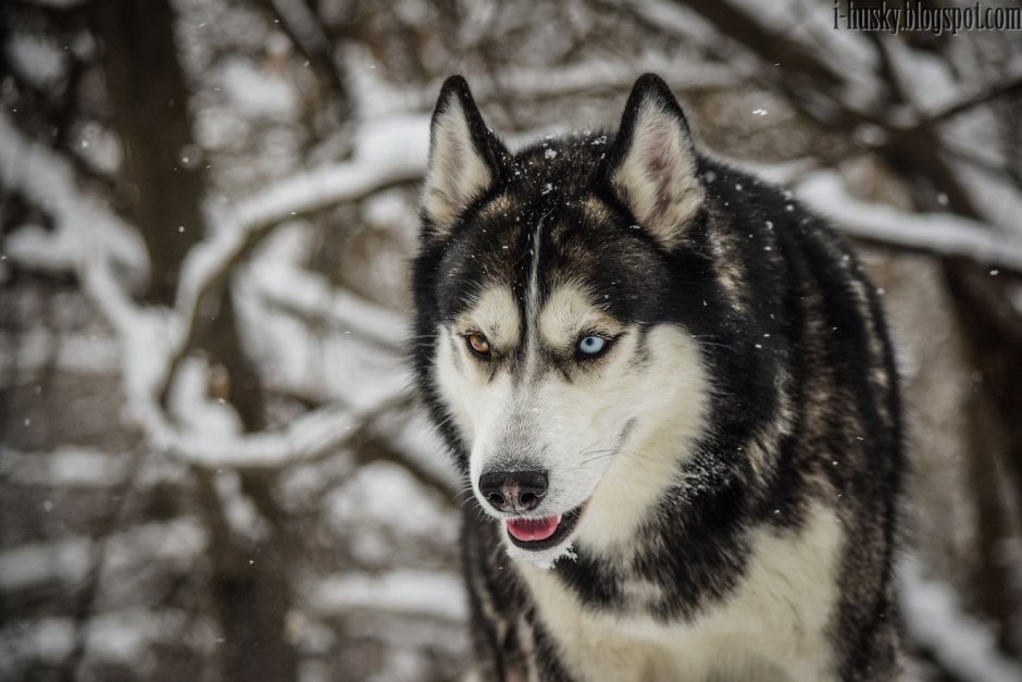 Волчьи глаза у человека