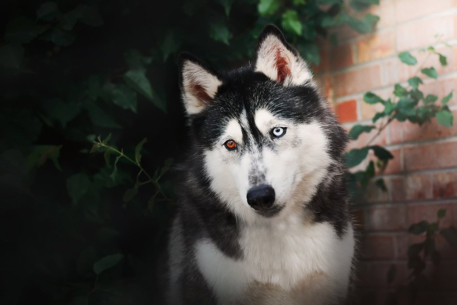 Хаски с ярко голубыми глазами
