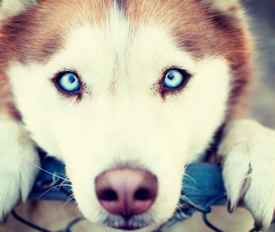 Хаски гетерохромия