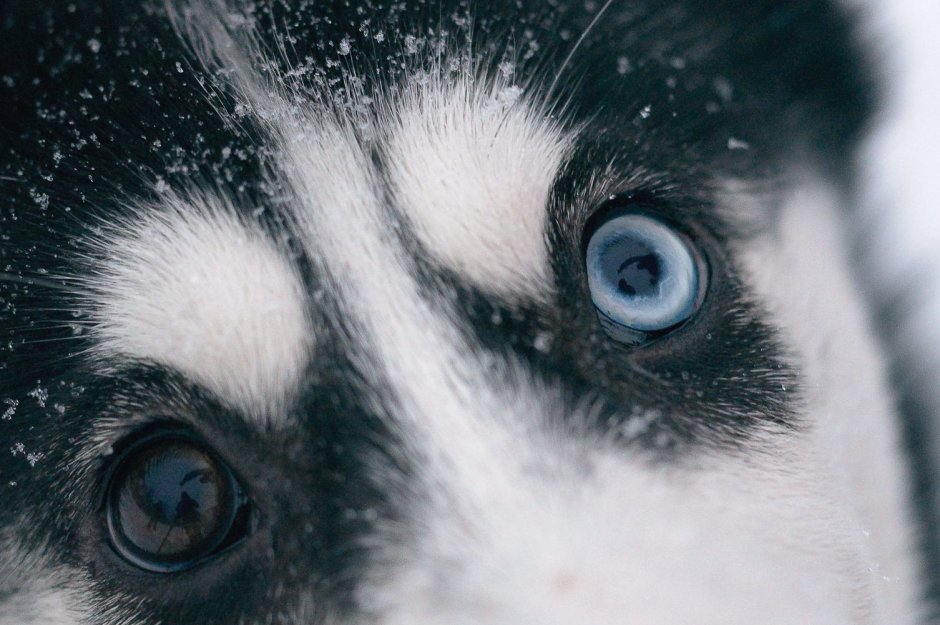 Хаски грустный взгляд