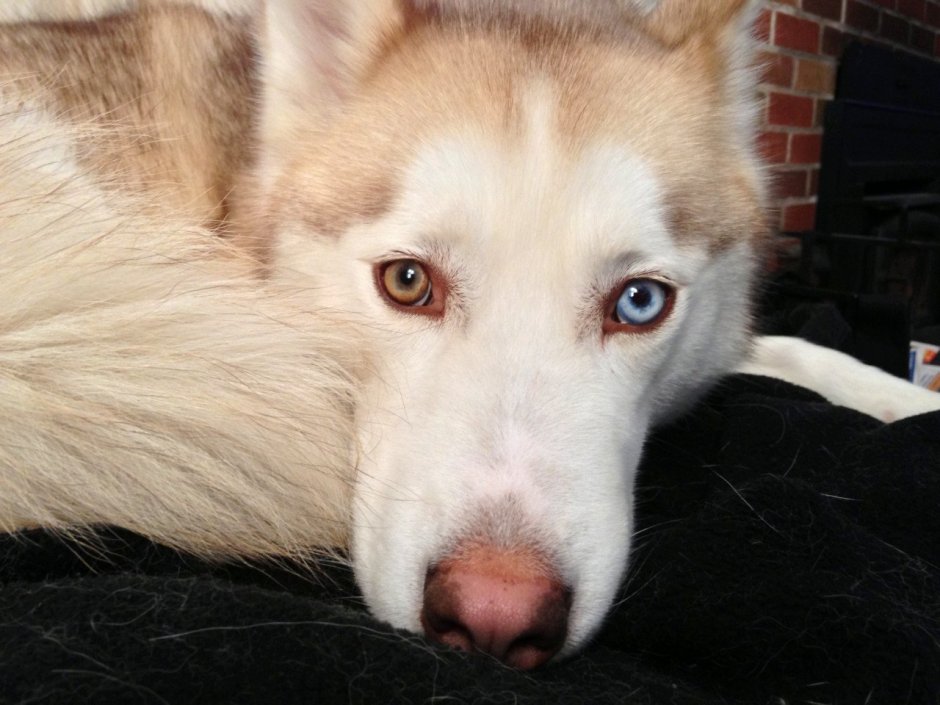 Хаски серая с голубыми глазами