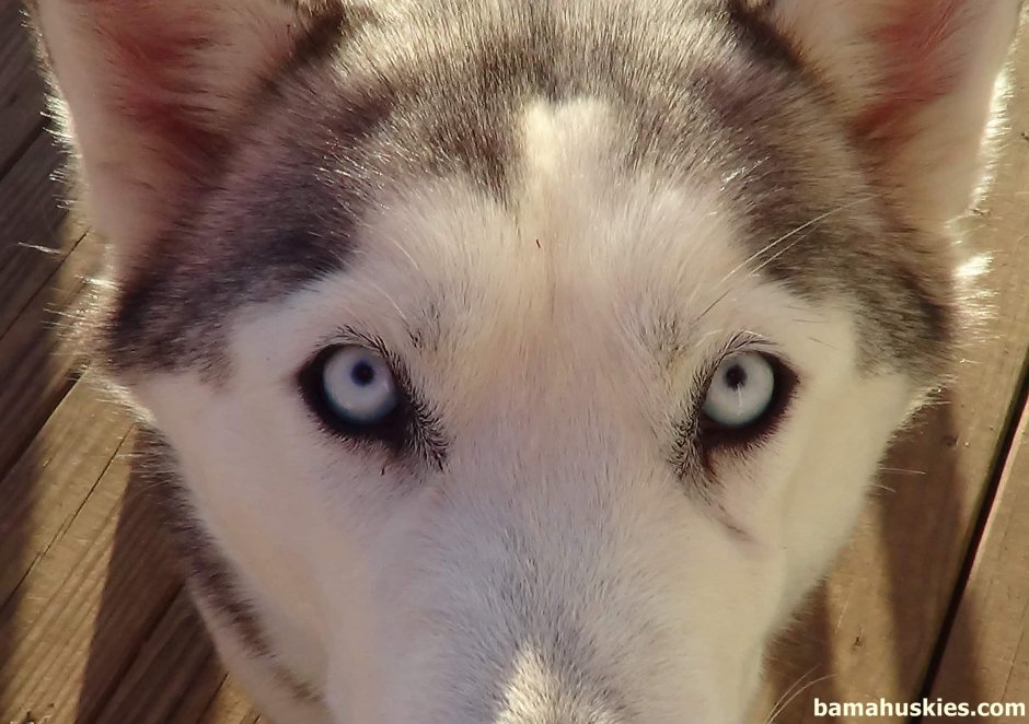 Зрачки хаски