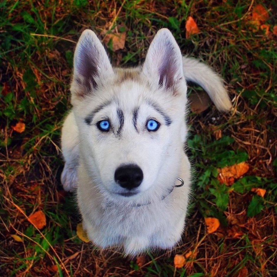 Сибирский хаски злой