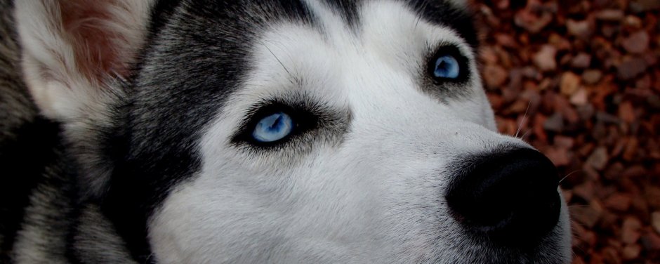 Хаски с голубыми глазами в снегу