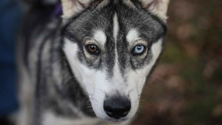 Сибирский хаски разноглазый