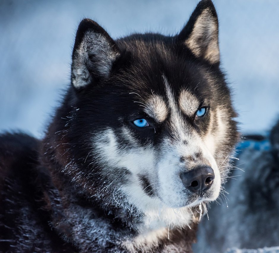 Хаски разноглазые