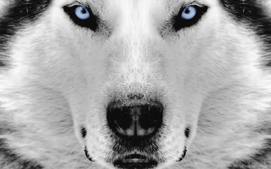 Голубые Волчьи глаза