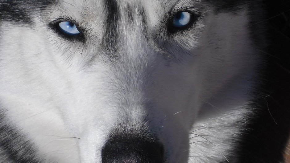 Хаски гетерохромия