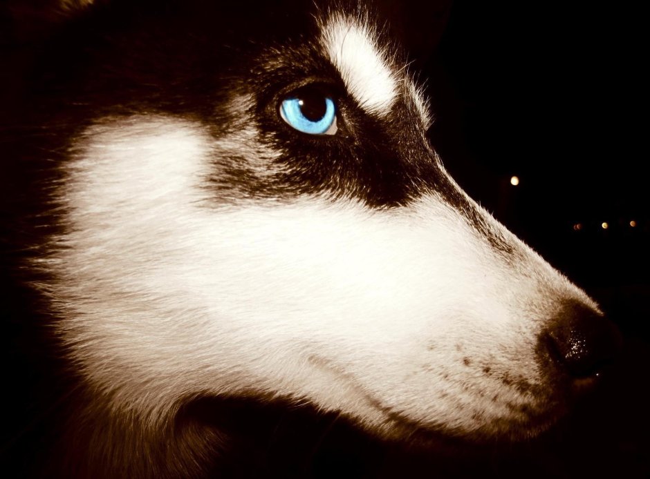 Хаски голубоглазые