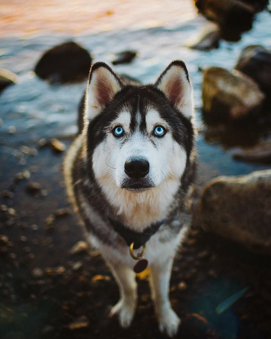 Сибирский хаски 2