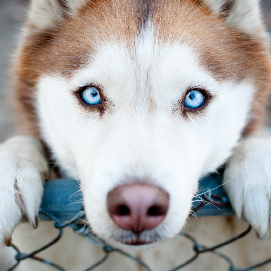Сибирский хаски с голубыми глазами