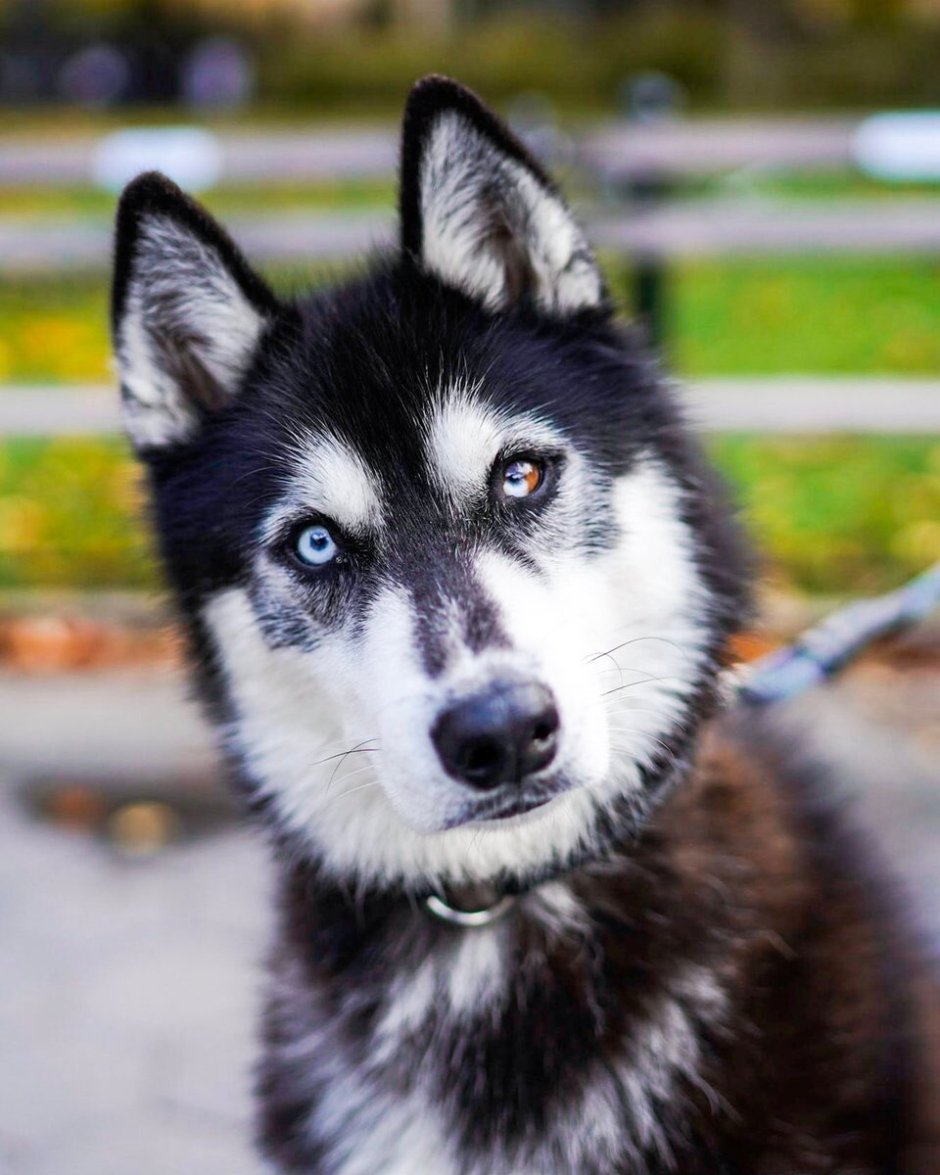 Собачий глаз