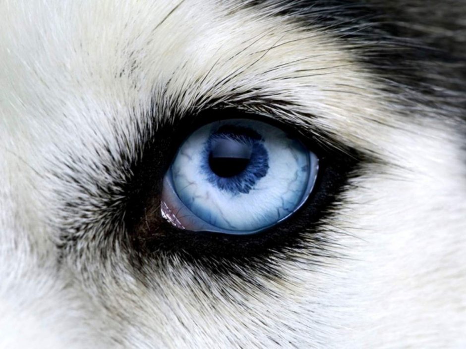 Хаски с глазом Арлекином