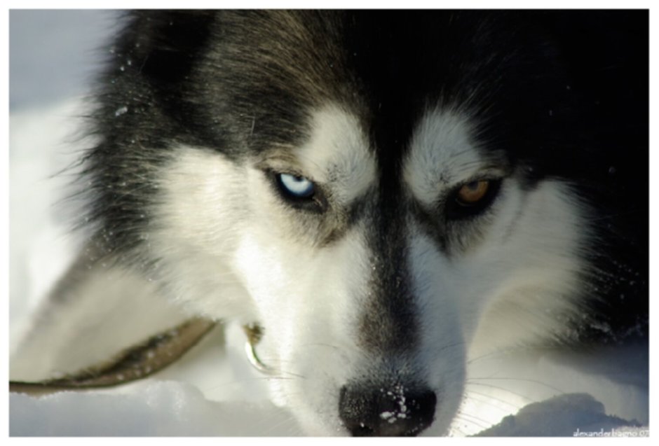 Сибирский хаски черный один глаз голубой, другой Карий