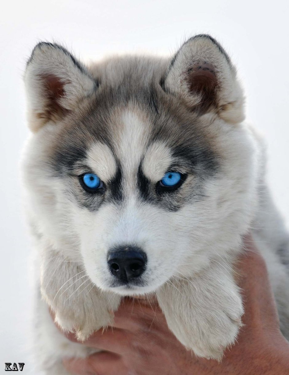 Сибирский хаски