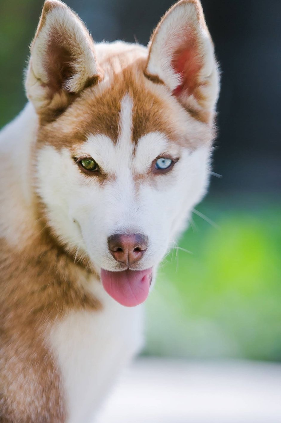 Хаски гетерохромия
