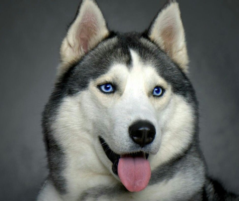 Удивленный хаски