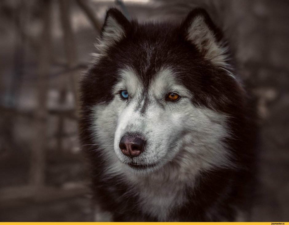 Белый волк с голубыми глазами