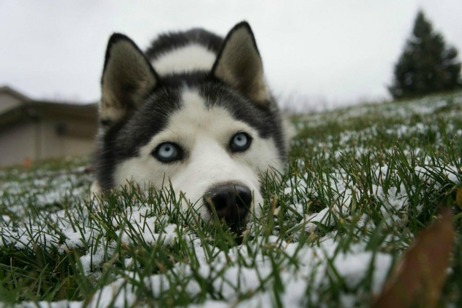 Глаза хаски вблизи