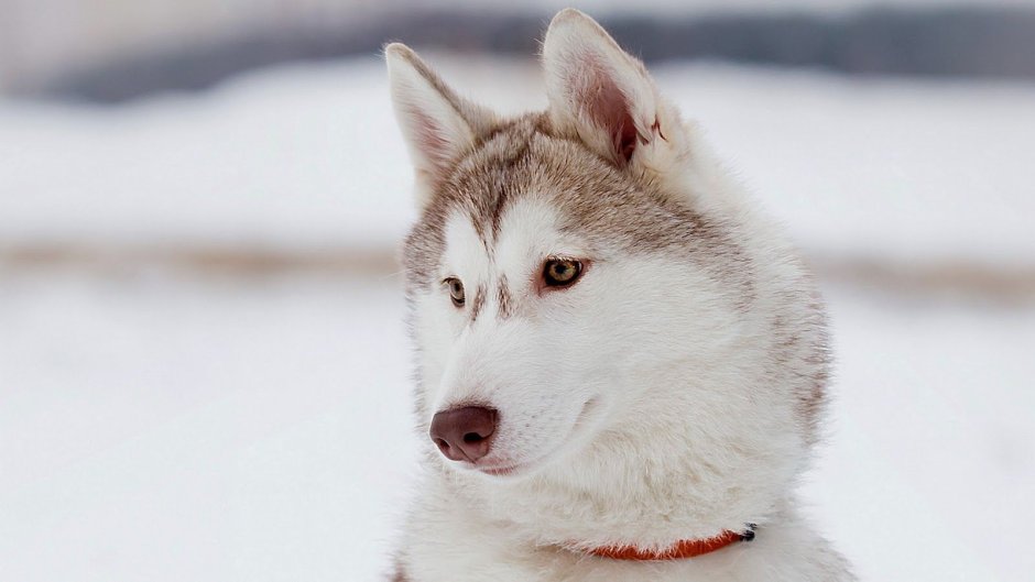 Сибирский хаски