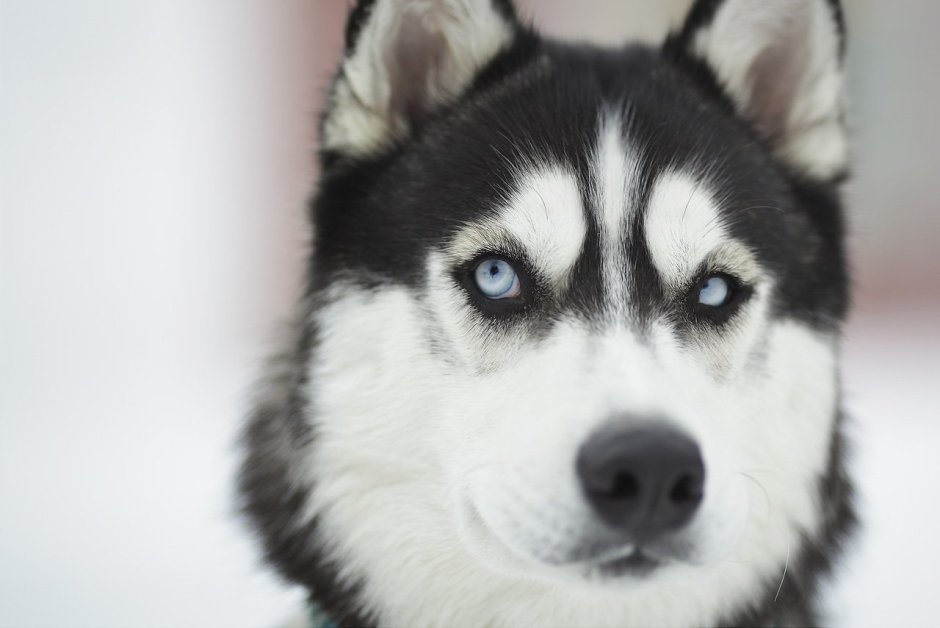 Северная хаски