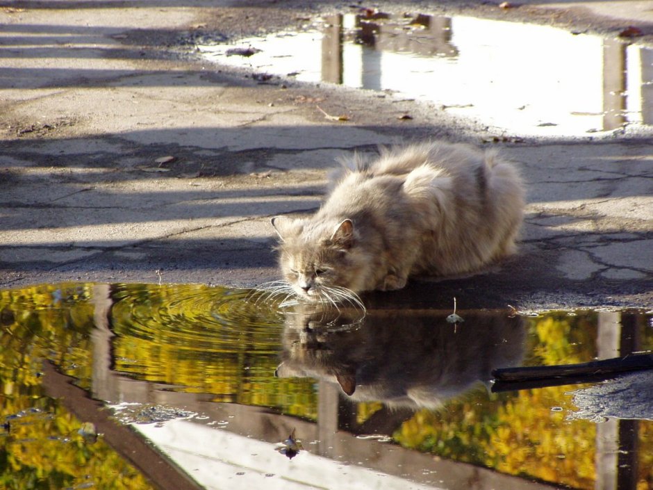 Кошка под дождем
