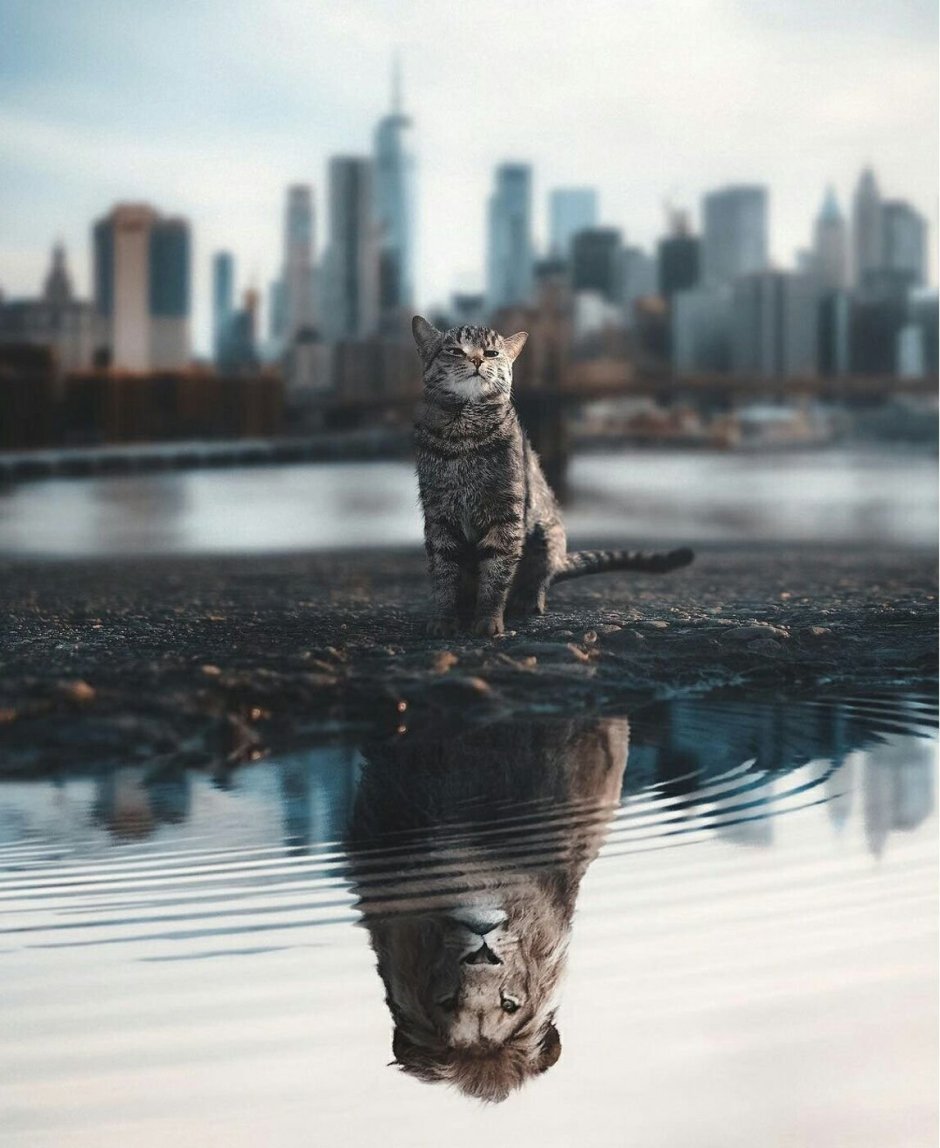 Кот в отражении тигр