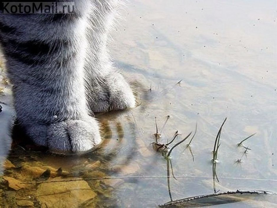 Кошка в луже
