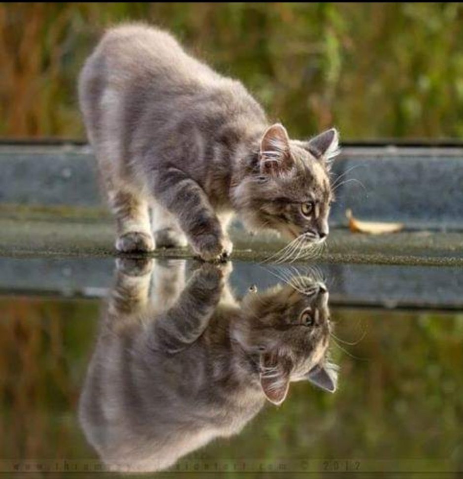 Котик в луже