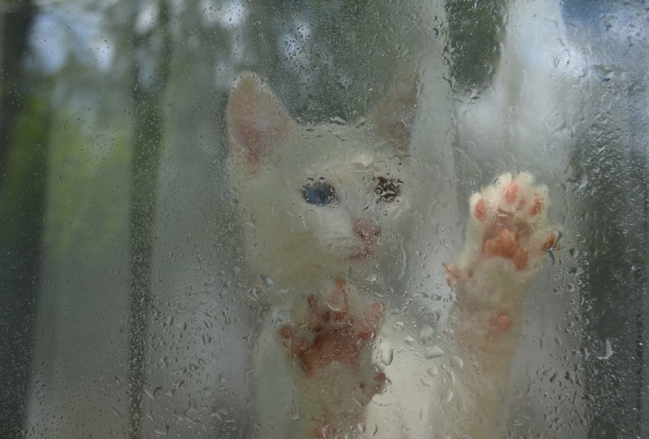 Кот и дождь