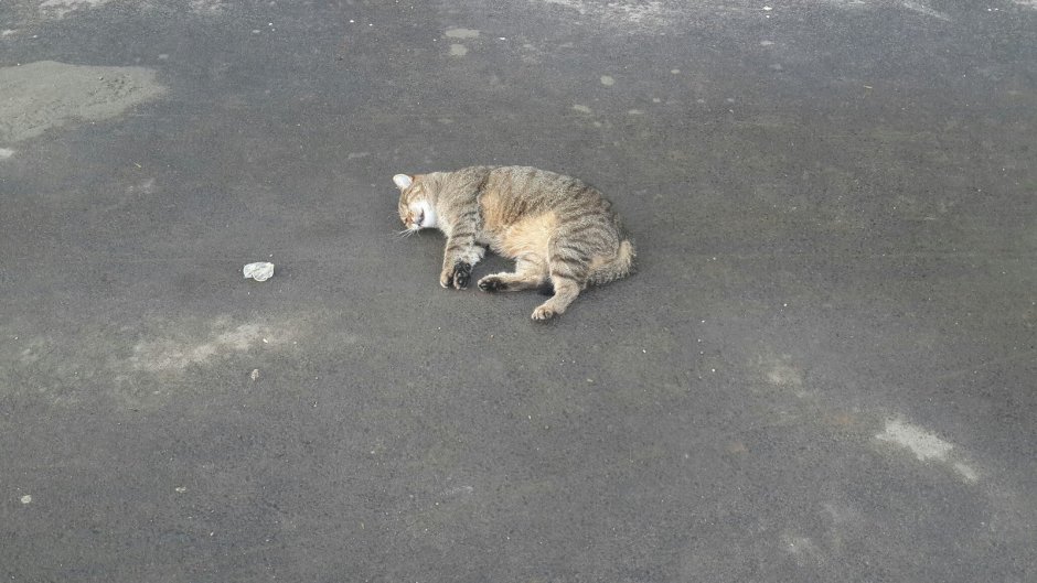 Кошка падает