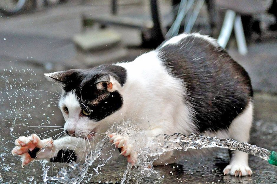 Мокрый котенок на улице