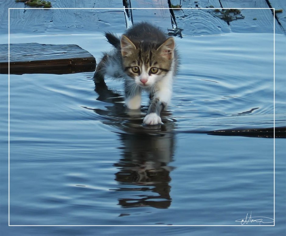 Кот отражение в луже чёрный