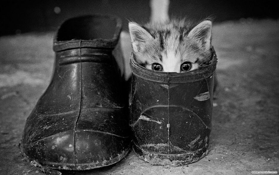 Резиновые сапоги с котиками