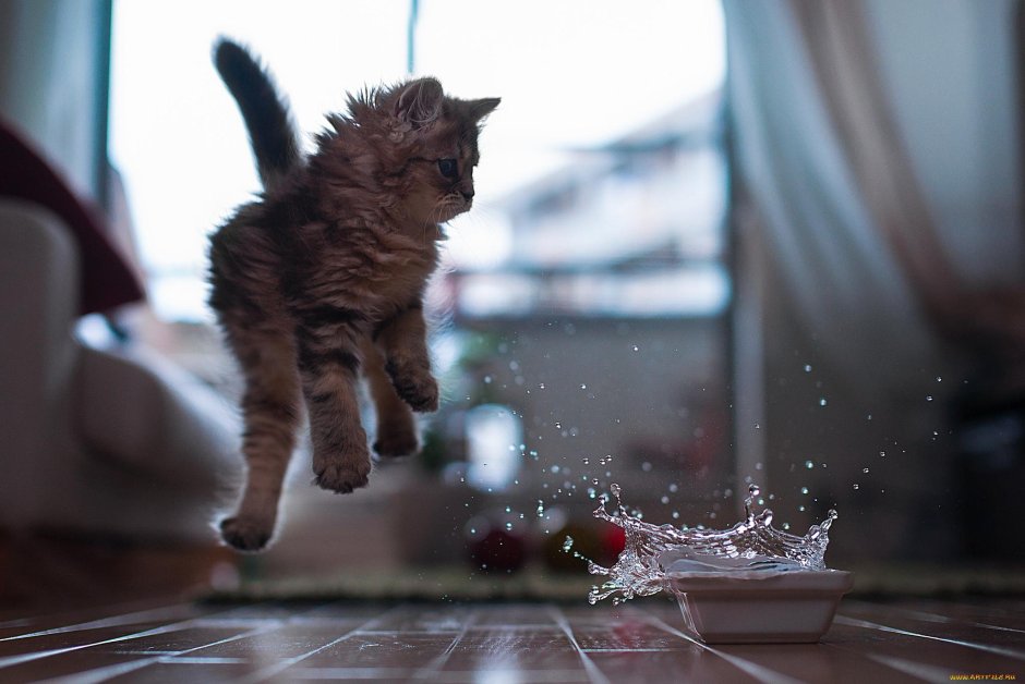 Кошка в воде