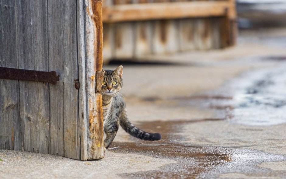 Уличные коты