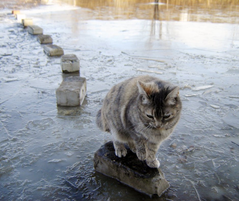 Кошка в луже