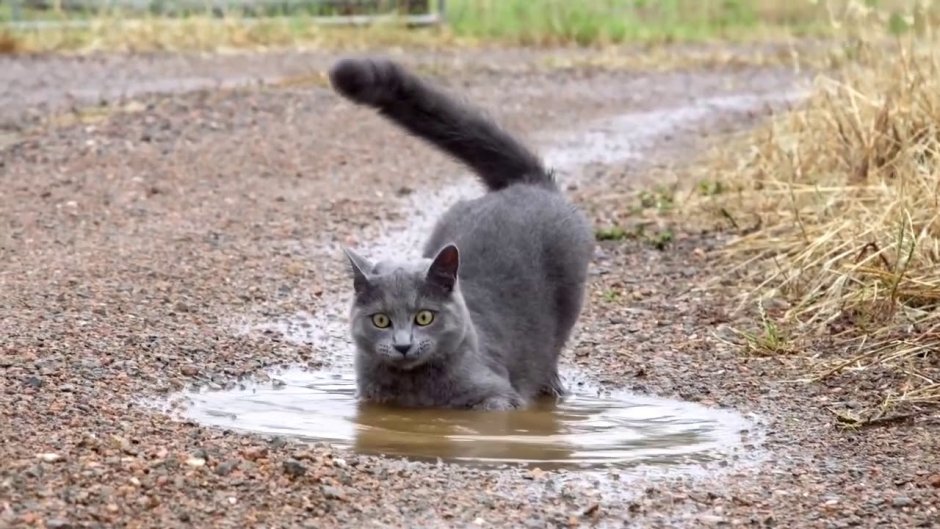 Кот сидит в луже