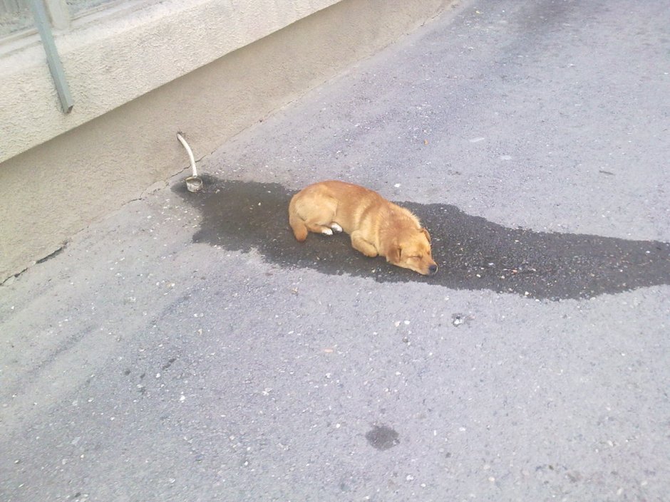 Кот на речке