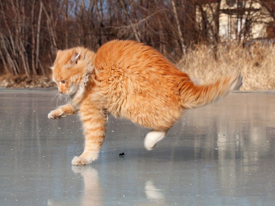 Кот поскользнулся