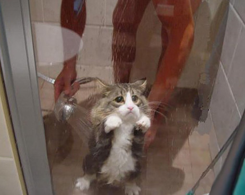 Кот в душе