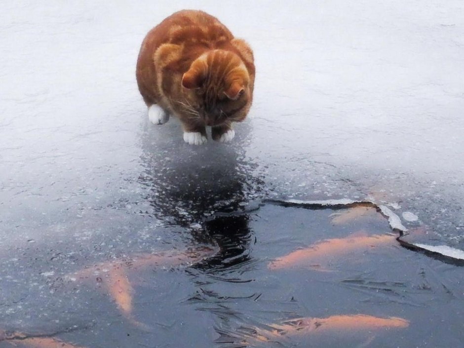 Кот на льду реки